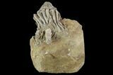 Bargain Macrocrinus Crinoid Fossil - Crawfordsville, Indiana #94784-1